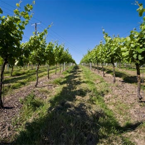 Sparkling Wine Tour of the Court Garden Winery in East Sussex 